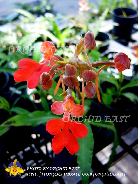 ลิ้นมังกร กระถาง 4" | Orchid East - เมืองจันทบุรี จันทบุรี