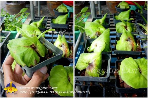 เฟิร์นชายผ้าสีดา  | Orchid East - เมืองจันทบุรี จันทบุรี