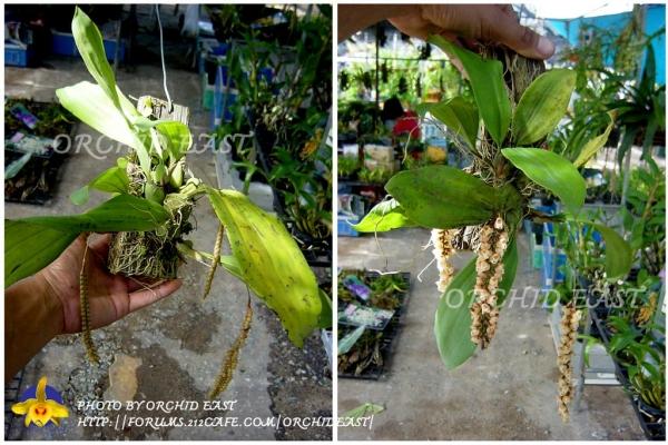 เอื้องรังต่อ ไม้ไทย ดอกแปลก ติดไม้ และกระถาง 3",4",8" | Orchid East - เมืองจันทบุรี จันทบุรี