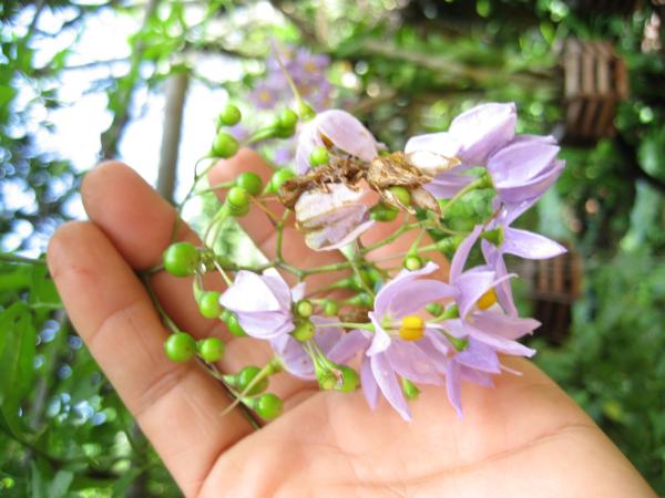 มะแว้งเครือ | สวนในฝัน - เมืองเชียงใหม่ เชียงใหม่