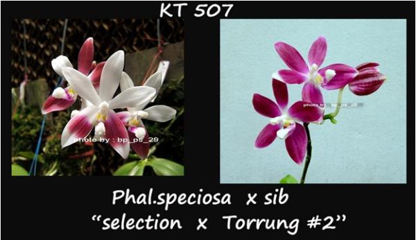 ขายกล้วยไม้ขวดฟาแลน phalaenopsis x sib