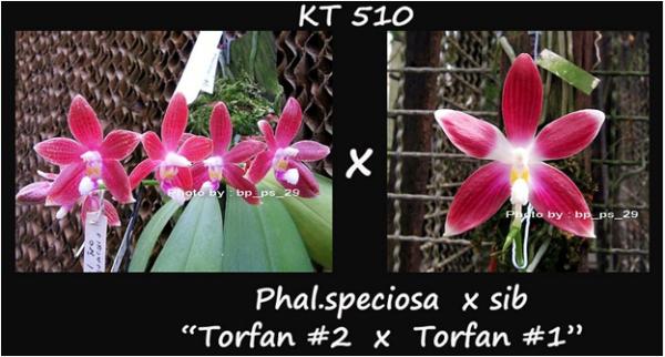 กล้วยไม้ขวด Phal.speciosa x sib "Torfan-2 x Torfan-1"