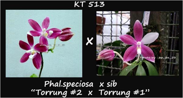 กล้วยไม้ขวดPhal.speciosa  x sib "Torrung -2 x Torrung -1"