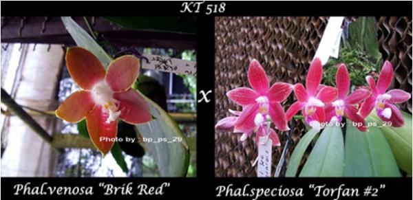 กล้วยไม้ขวดPhal.venosa "Brik Red" x Phal.speciosa"Torfan -2" | Modernorchids - บางนา กรุงเทพมหานคร