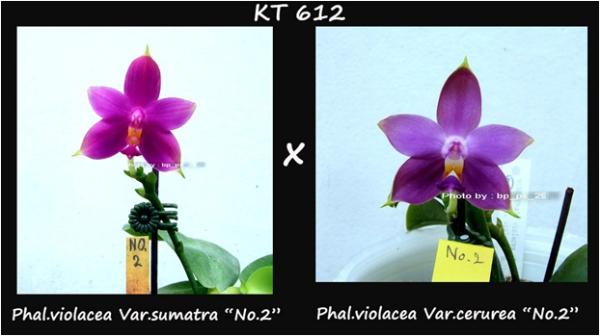 กล้วยไม้ขวด Phal.violacea  Blue. | Modernorchids - บางนา กรุงเทพมหานคร
