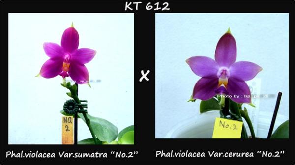 กล้วยไม้ขวด Phal.violacea  Blue.