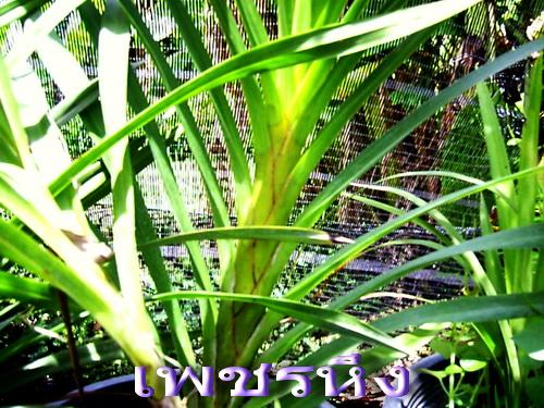 ว่านเพชรหึง | สวนเกษตรอินทรีย์ - พนัสนิคม ชลบุรี