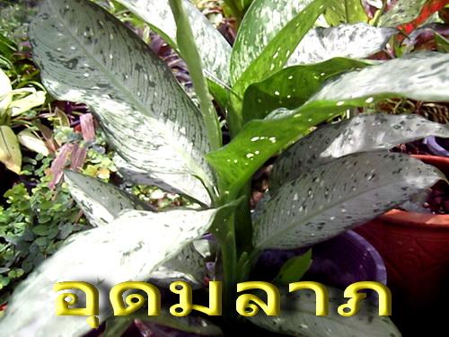 อุดมลาภ | สวนเกษตรอินทรีย์ - พนัสนิคม ชลบุรี