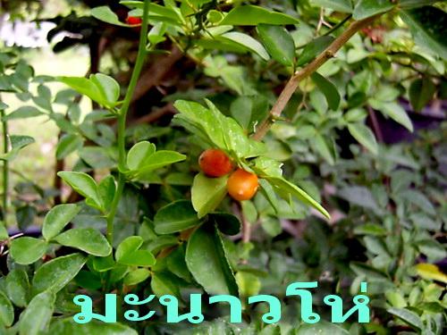 มะนาวโห่ | สวนเกษตรอินทรีย์ - พนัสนิคม ชลบุรี