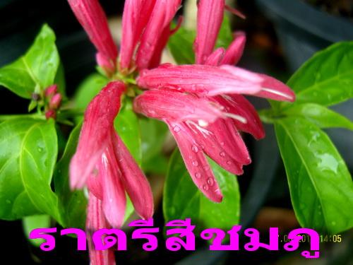 ราตรีสีชมภู | สวนเกษตรอินทรีย์ - พนัสนิคม ชลบุรี