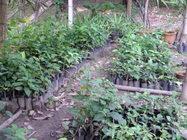 ผัก เชียงดา หรือทางเหนือเซียงดา ผักที่กำลังโด่งดัง | c-herbs2010 - แม่แตง เชียงใหม่