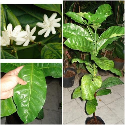 ต้นกาแฟลิเบอริก้า (Coffea liberica) | ปฏิพัทธ์พฤกษา - เมืองลำปาง ลำปาง