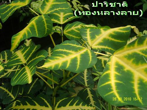 ปารชาติ(ทองหลางลาย) | สวนเกษตรอินทรีย์ - พนัสนิคม ชลบุรี