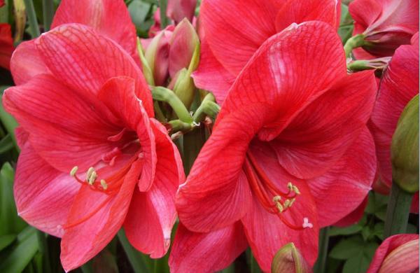 ว่านสี่ทิศ (ว่านสี่ทิศดอกเล็ก โดเนล (Amaryllis Donau) | ฟลาเวอร์สอาร์อัส  - เมืองปทุมธานี ปทุมธานี