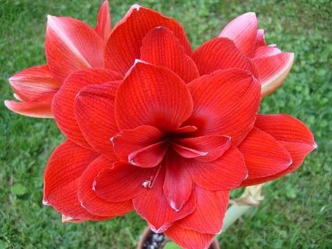 ว่านสี่ทิศ ดับเบิ้ล ดราก้อน (Amaryllis Double Dragon)