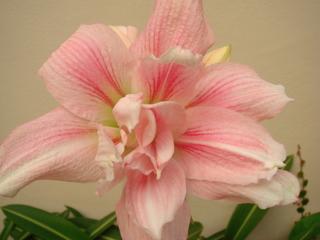 ว่านสี่ทิศ โรเซทต้า (Amaryllis Rozetta) 