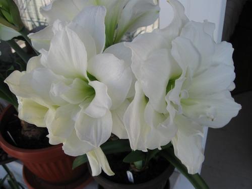 ว่านสี่ทิศ เอลแฟรสโก้ (Amaryllis Alfressco) 