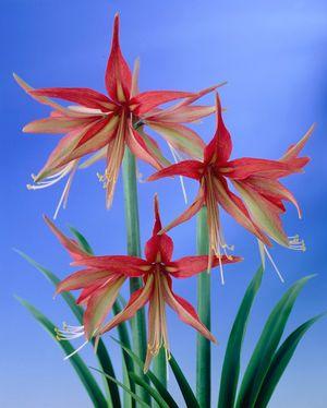 ว่านสี่ทิศ สุมาตรา (Amaryllis Sumatra) | ฟลาเวอร์สอาร์อัส  - เมืองปทุมธานี ปทุมธานี