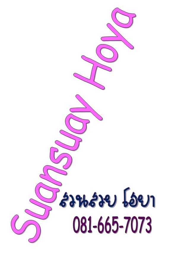 Hoya deykei | suansuayhoya - โพธาราม ราชบุรี