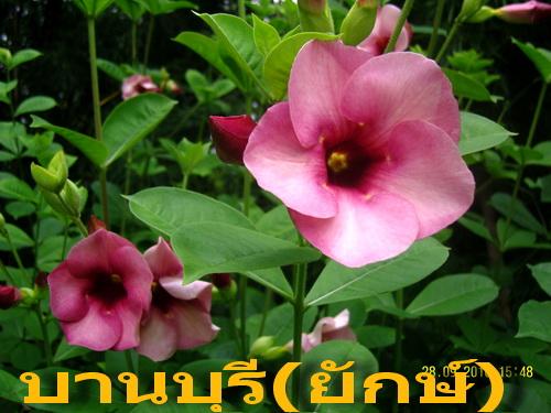 บานบุรี(ยักษ์) | สวนเกษตรอินทรีย์ - พนัสนิคม ชลบุรี