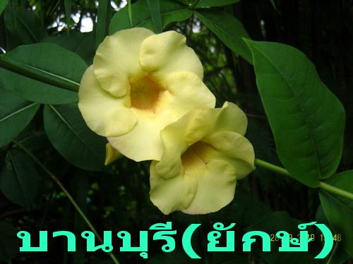 บานบุรี(ยักษ์)