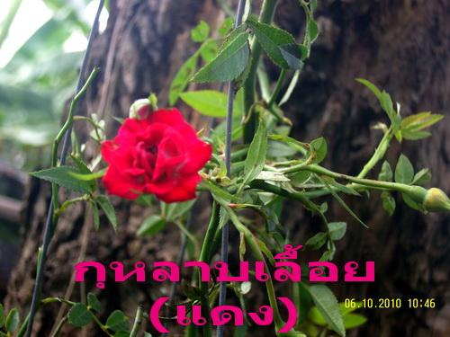 กุหลาบเลึ้อย (แดง) | สวนเกษตรอินทรีย์ - พนัสนิคม ชลบุรี