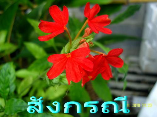 สังกรณี | สวนเกษตรอินทรีย์ - พนัสนิคม ชลบุรี