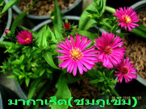 มากาเร็ต(ชมภูเข้ม) | สวนเกษตรอินทรีย์ - พนัสนิคม ชลบุรี