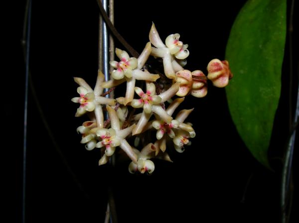 Hoya padangensis | วิมานสีชมพู -  เชียงใหม่