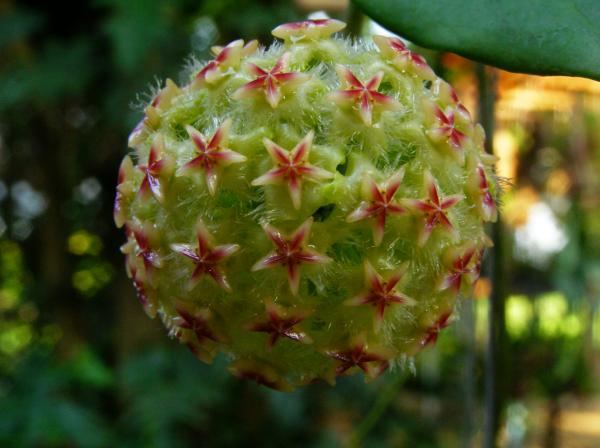 Hoya mindorensis yellow