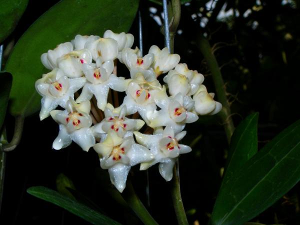 Hoya elliptica