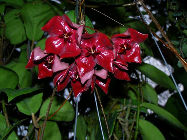 Hoya megalaster | วิมานสีชมพู -  เชียงใหม่