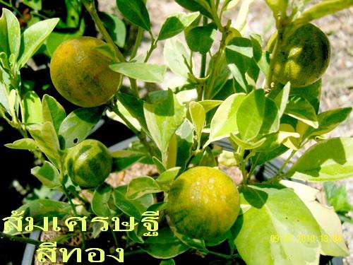ส้มเศรษฐีสีทอง | สวนเกษตรอินทรีย์ - พนัสนิคม ชลบุรี
