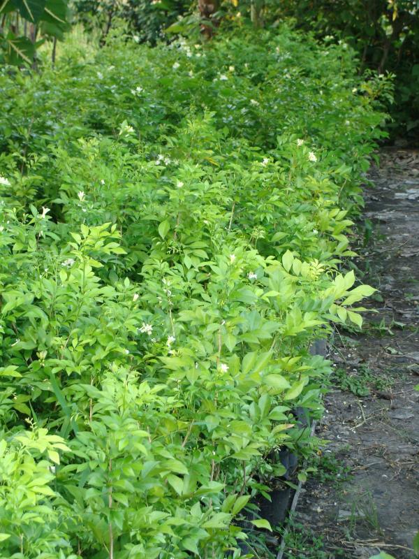 ต้นแก้ว Murraya Paniculata | สวนคุณยาย - องครักษ์ นครนายก