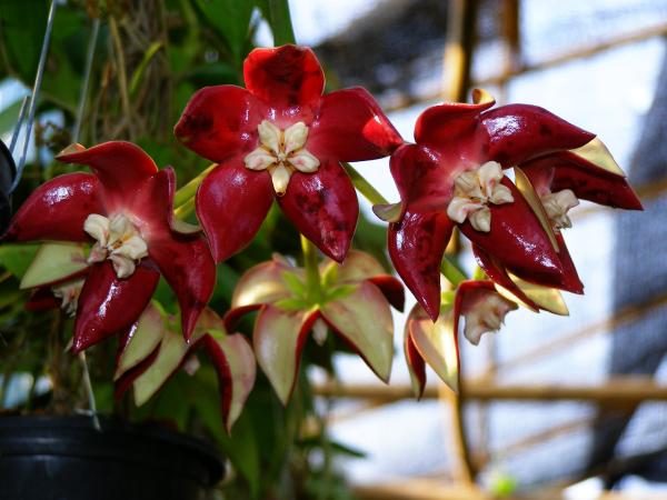 Hoya imperialis | วิมานสีชมพู -  เชียงใหม่