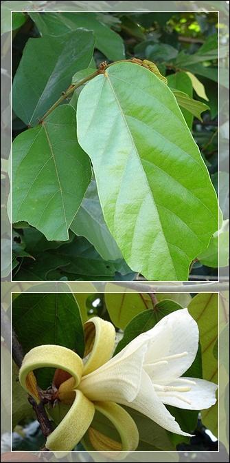 กะหนาย | สวนนรา - สันทราย เชียงใหม่