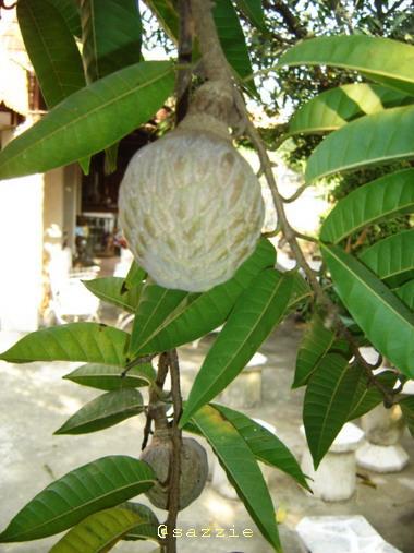 น้อยโหน่ง | สวนนรา - สันทราย เชียงใหม่