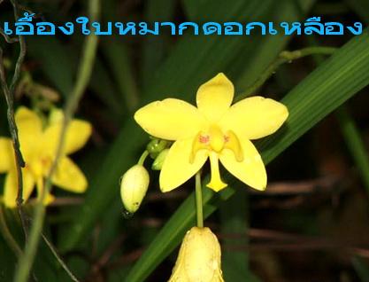 เอื้องใบหมากสีเหลือง | สวนเกษตรอินทรีย์ - พนัสนิคม ชลบุรี