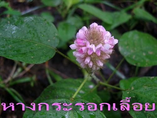 หางกระรอกชมพู(เลื้อย) | สวนเกษตรอินทรีย์ - พนัสนิคม ชลบุรี