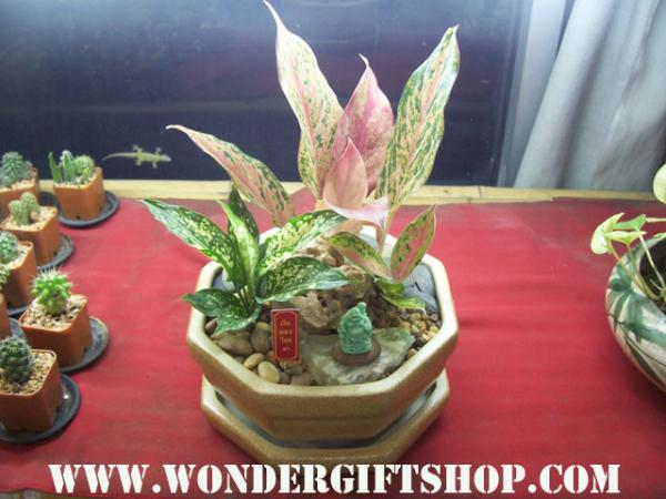 เพชรน้ำหนึ่ง | Plants gift shop ( ต้นไม้ของขวัญ ) - บางกะปิ กรุงเทพมหานคร