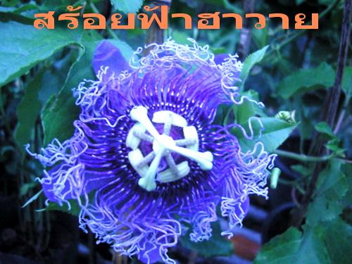 ขายต้นสร้อยฟ้าฮาวาย | สวนเกษตรอินทรีย์ - พนัสนิคม ชลบุรี