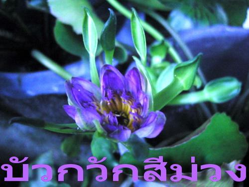 ขายต้นบัวกวักสีมว่ง | สวนเกษตรอินทรีย์ - พนัสนิคม ชลบุรี