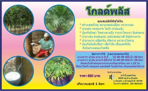 โกลด์พลัส | บริษัท โกลด์ รับเบอร์ เทคโนโลยี จำกัด - เวียงสระ สุราษฎร์ธานี