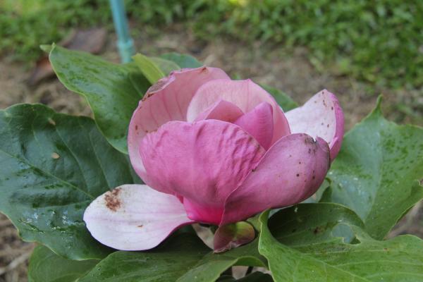 Magnolia x soulangeana Lennei  ดอกใหญ่ สวยนาน 