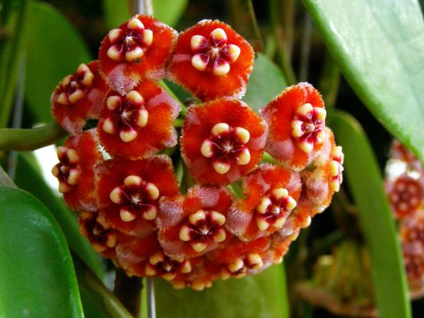 Hoya meliflua