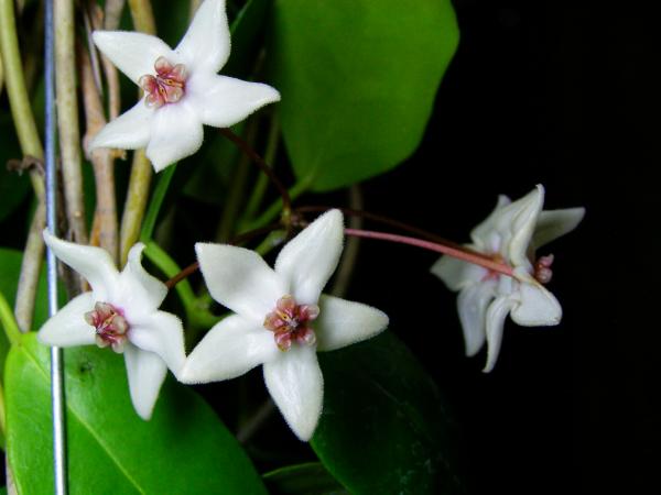 Hoya paziae | วิมานสีชมพู -  เชียงใหม่