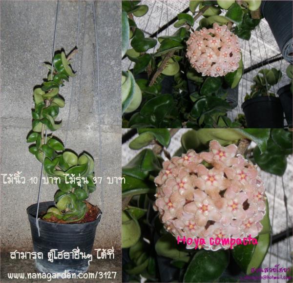 H. compacta โฮย่าเกลียวสวาท