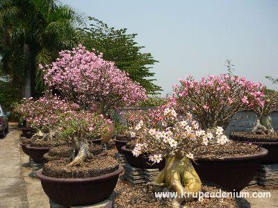 ชวนชมทุกสายพันธุ์ | บ้านสวนชวนชมพิจิตร - เมืองพิจิตร พิจิตร