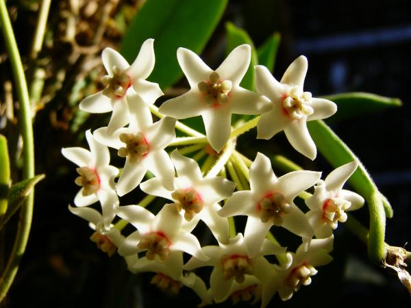 Hoya australis rupicola | วิมานสีชมพู -  เชียงใหม่