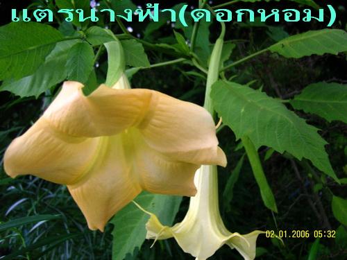ขายต้นแตรนางฟ้า (ดอกหอม) | สวนเกษตรอินทรีย์ - พนัสนิคม ชลบุรี